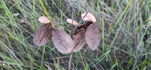 Jacaranda caroba (Jacaranda caroba)