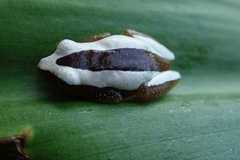 Afrixalus fornasini