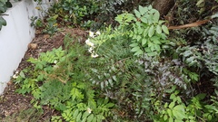 Solanum chacoense