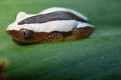 Afrixalus fornasini