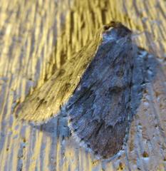 Acronicta rubricoma