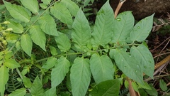 Solanum chacoense