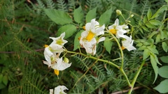 Solanum chacoense
