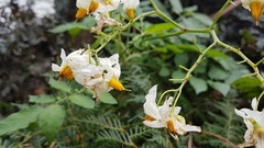 Solanum chacoense