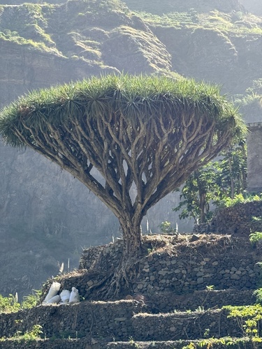 Dracaena caboverdeana