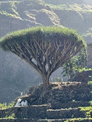 Dracaena caboverdeana