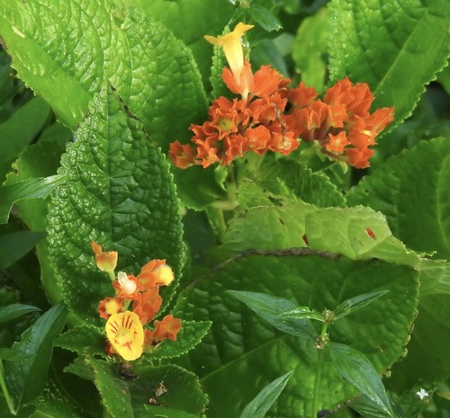 Foto de Canário-vegetal