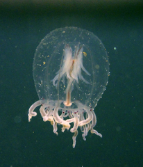Polyorchis haplus