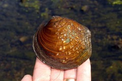 Cyclonaias tuberculata