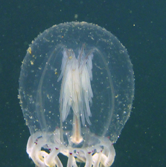 Polyorchis haplus