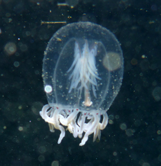 Polyorchis haplus