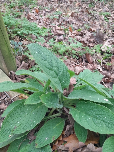 Pentaglottis sempervirens