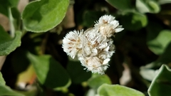 Antennaria parlinii