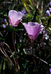 Calochortus umbellatus