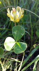 Trifolium fucatum