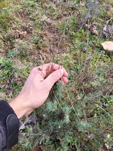 Santolina rosmarinifolia iNat (3)
