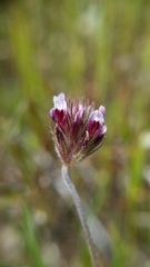 Trifolium dichotomum