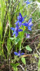 Delphinium patens