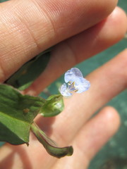 Commelina diffusa