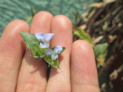 Commelina diffusa