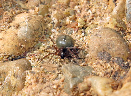 Enoplognatha mediterranea