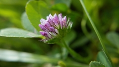 Trifolium barbigerum