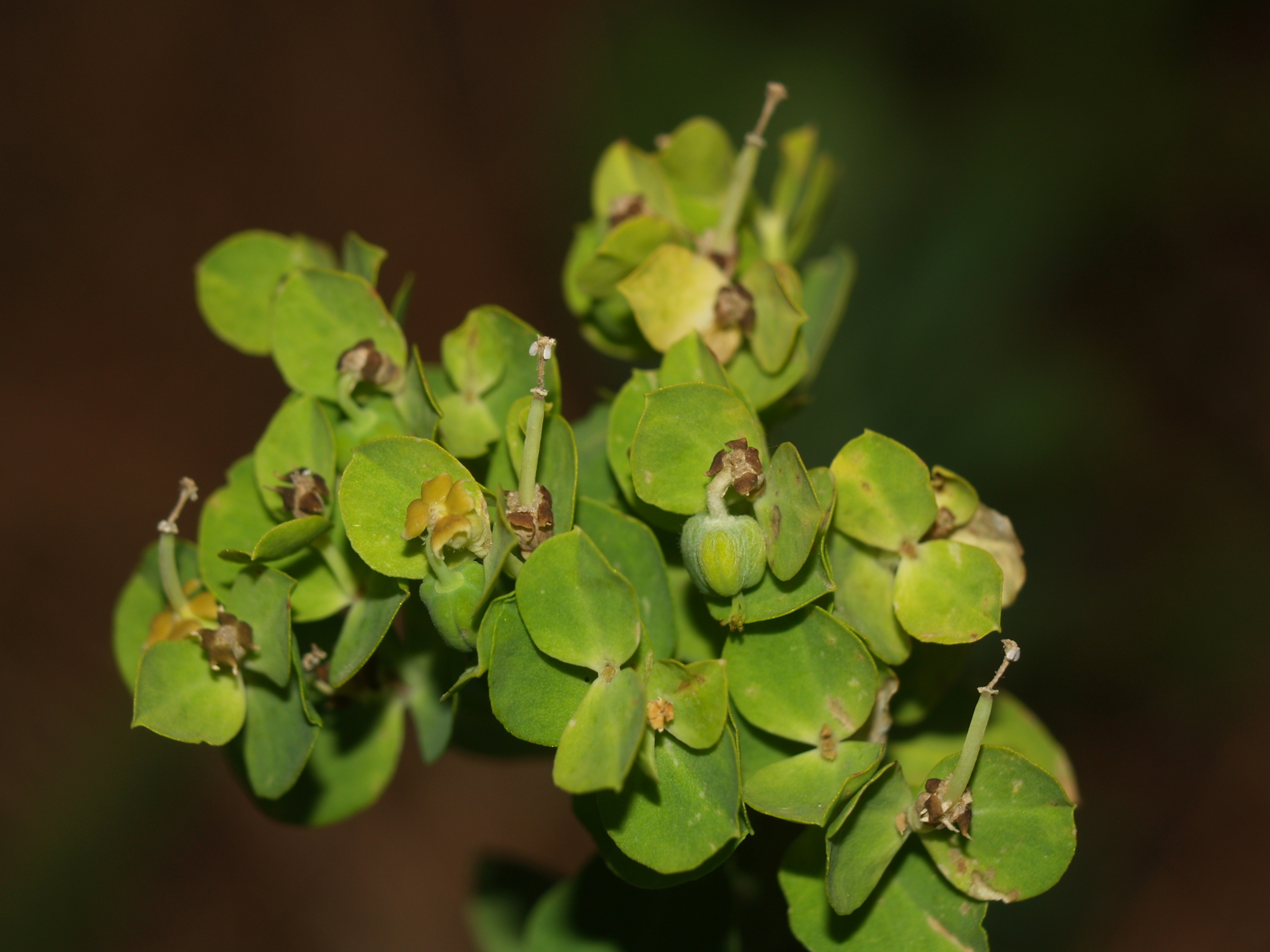 Euphorbia beamanii