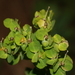 Euphorbia beamanii - Photo (c) CARLOS VELAZCO, algunos derechos reservados (CC BY-NC), uploaded by Carlos G Velazco-Macias
