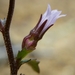 Campanula angustiflora - Photo (c) David Greenberger, algunos derechos reservados (CC BY-NC-ND), subido por David Greenberger