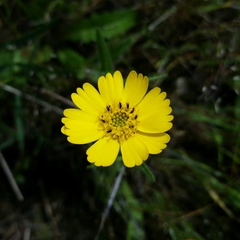 Layia gaillardioides