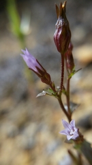 Ravenella angustiflora