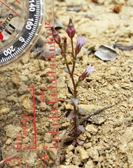Ravenella angustiflora