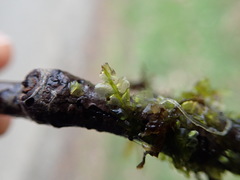 Chiloscyphus polyanthos