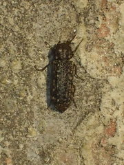 Lichenophanes bicornis