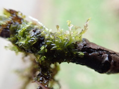 Chiloscyphus polyanthos