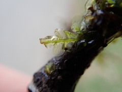 Chiloscyphus polyanthos