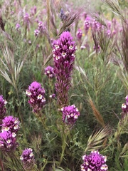 Castilleja densiflora gracilis