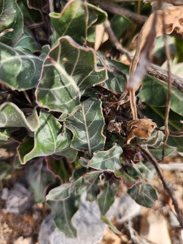 Image of Oenothera brachycarpa by no rights reserved