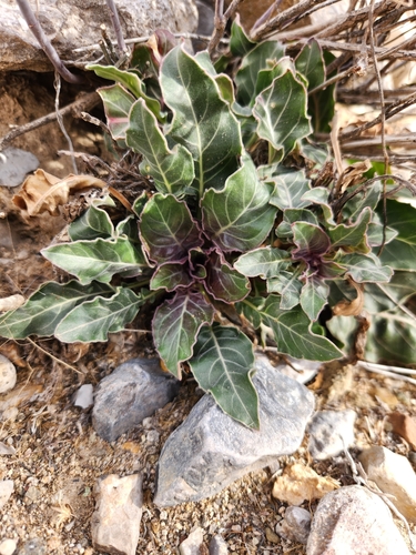Image of Oenothera brachycarpa by no rights reserved