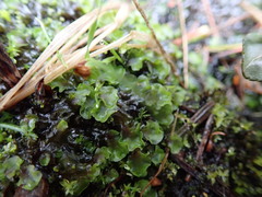 Pellia neesiana