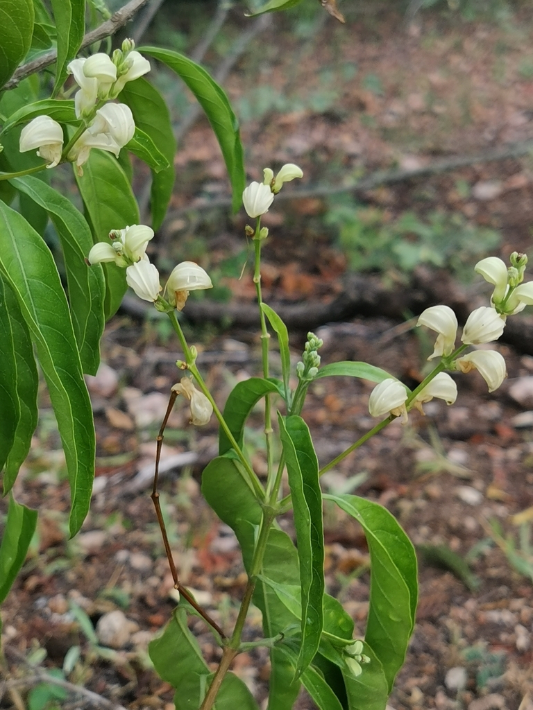 Justicia aconitiflora; photograph (c) Elena_Sherehora, some rights reserved (CC BY)