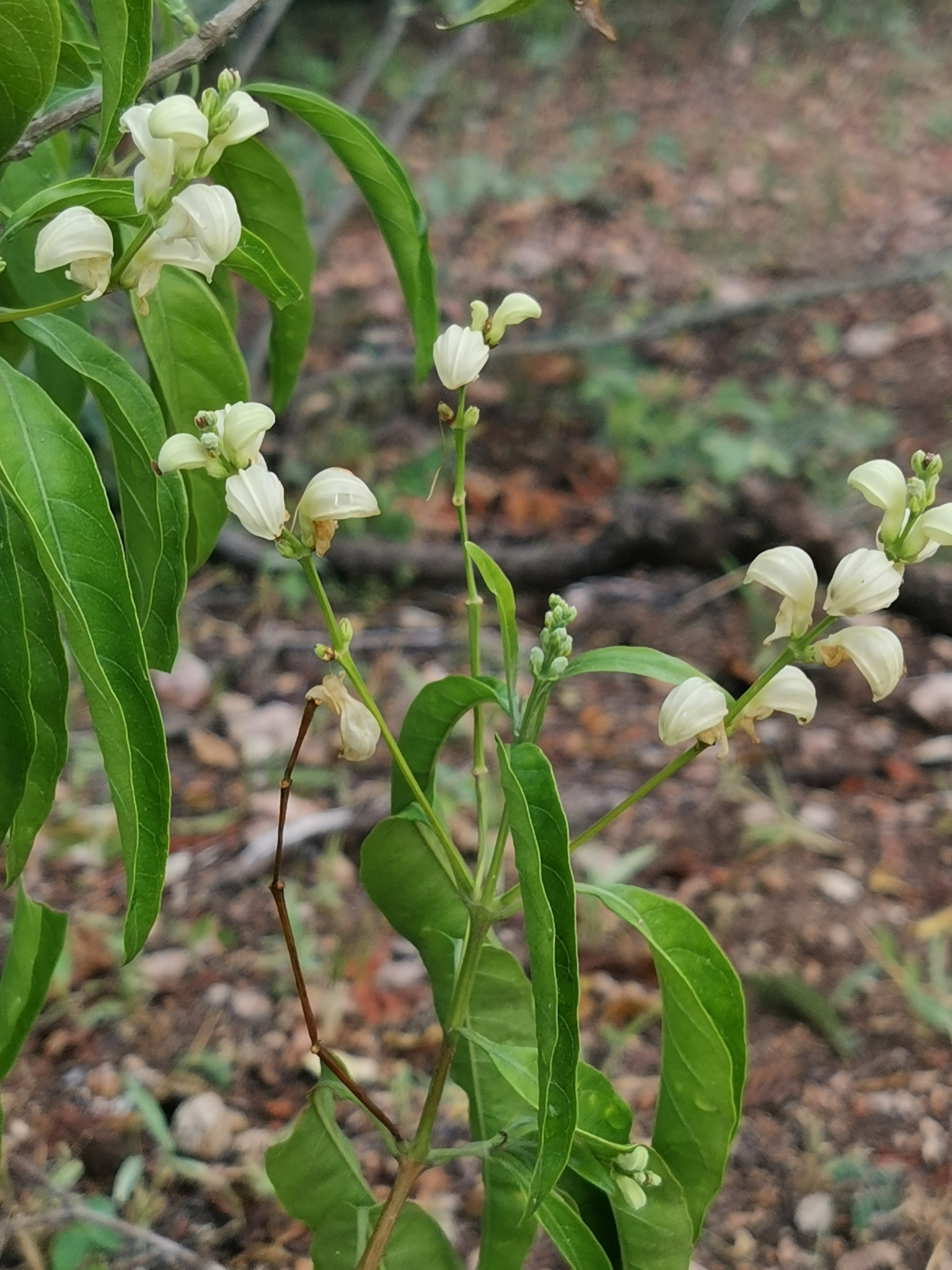 Lemon Pistolbush (Justicia aconitiflora)