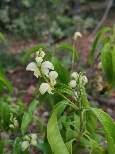 Image of Justicia aconitiflora by (c) Elena_Sherehora, some rights reserved (CC BY)