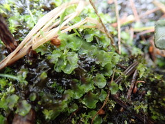 Pellia neesiana