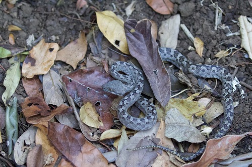Ghost Snake