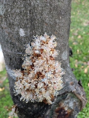 Cynometra cauliflora