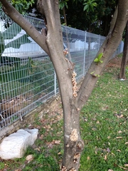 Cynometra cauliflora