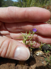 Githopsis specularioides