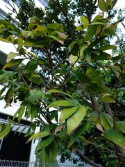 Cynometra cauliflora