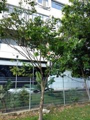 Cynometra cauliflora